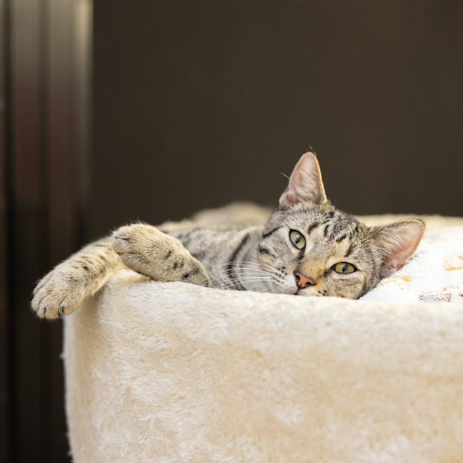 Photo of Tiggs