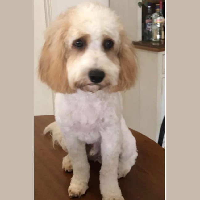 Photo of Leo And Beanz