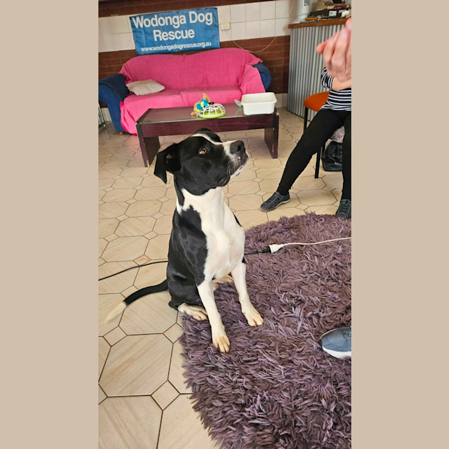 Photo of Boof