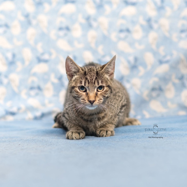 Photo of Rhea **2nd Chance Cat Rescue**