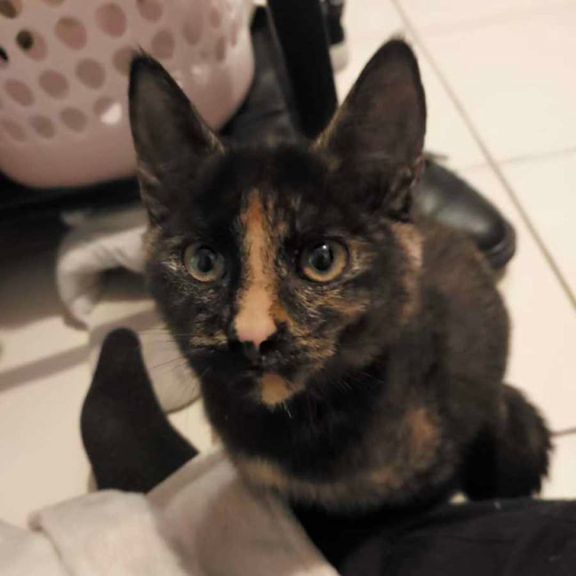 Photo of Pink   Located In Reservoir