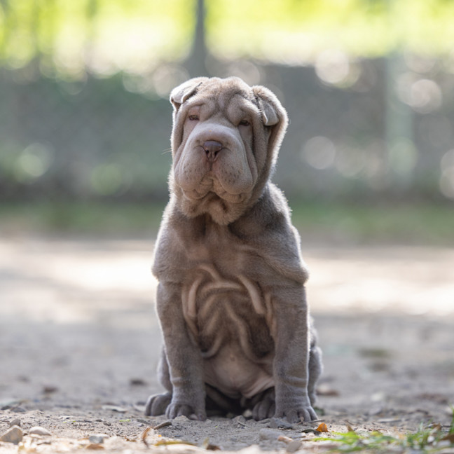 Photo of Olive