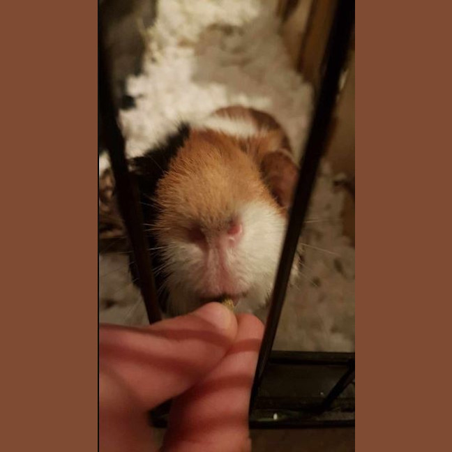 Photo of Rocco And Reggie