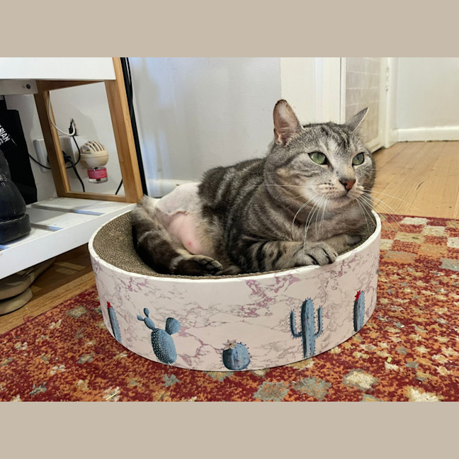 Photo of Pepper
