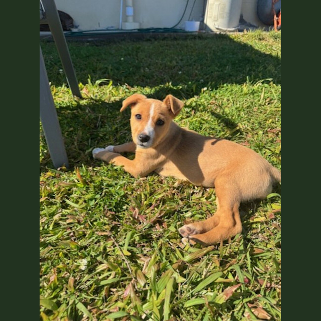Photo of Maple