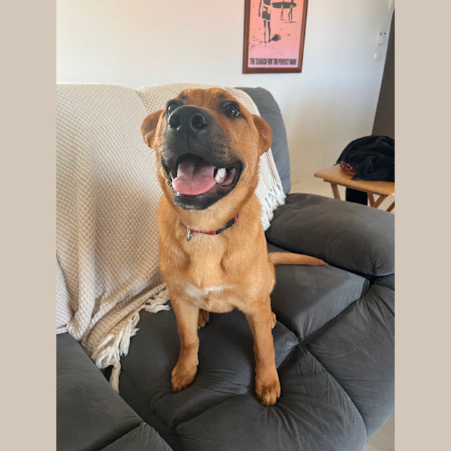 Photo of Archie