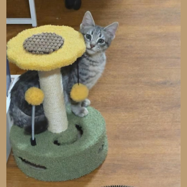 Photo of Zoodle Now Ripley