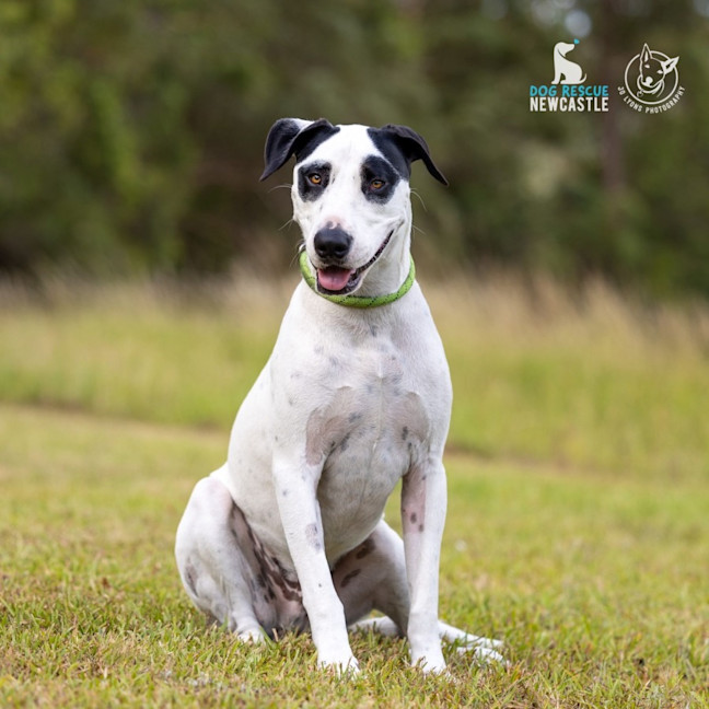 Photo of Roger   2 Year Old Bull Arab X