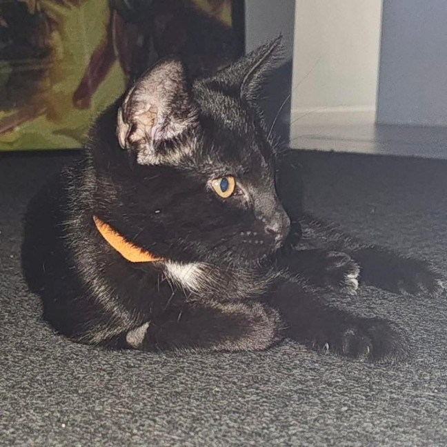 Photo of 13311   Moxxii