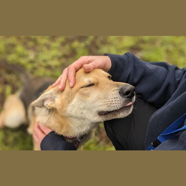 Photo of Dingo