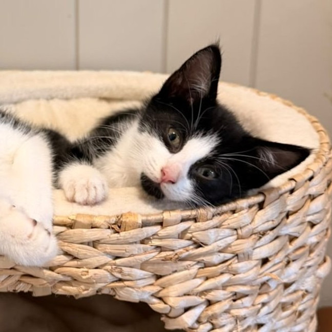 Photo of Cappuccino
