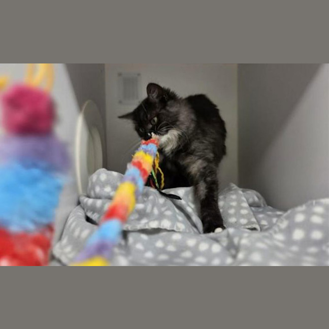 Photo of Willow