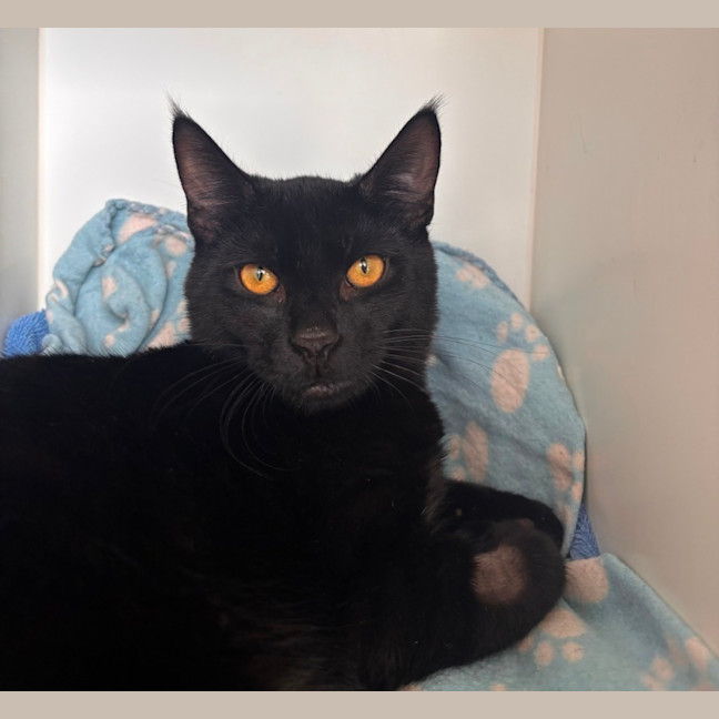 Photo of Molasses