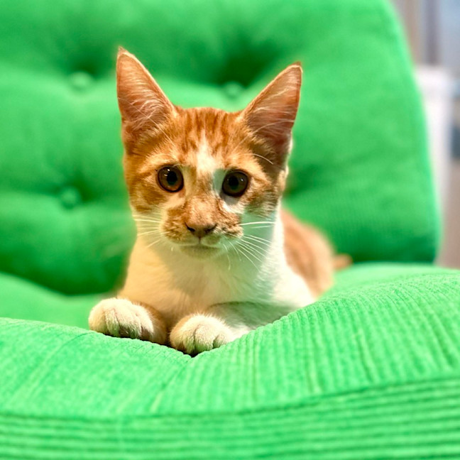Photo of Tango   In Foster Care In Brunswick East