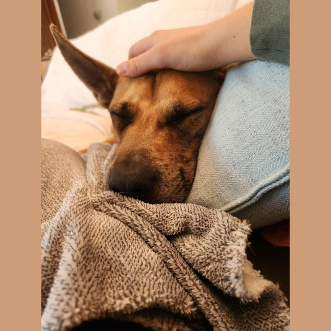 Photo of Casey   2 Year Old Mixed Breed