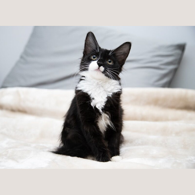 Photo of Seraphine