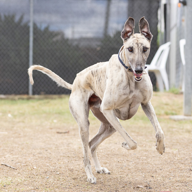Photo of Ghost