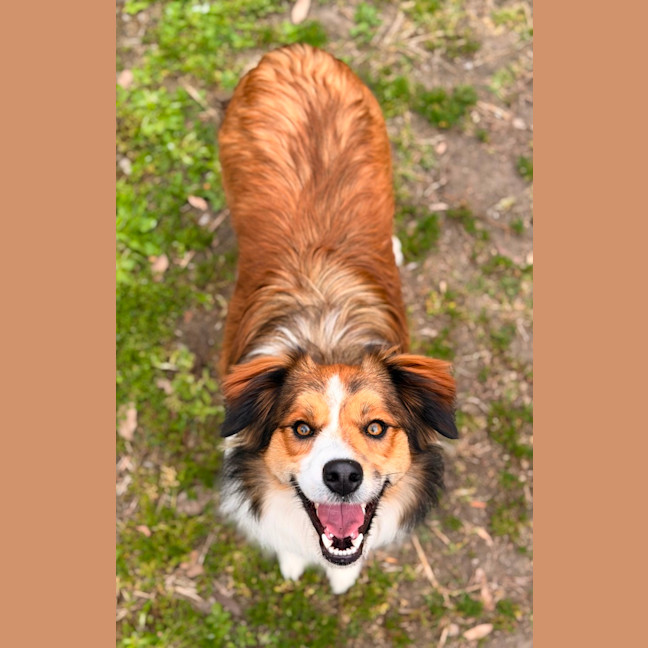 Photo of Stella