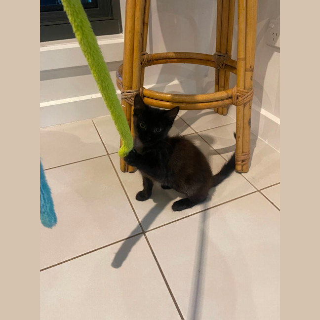 Olivia meet me petstock Dandenong store Female Domestic Medium Hair