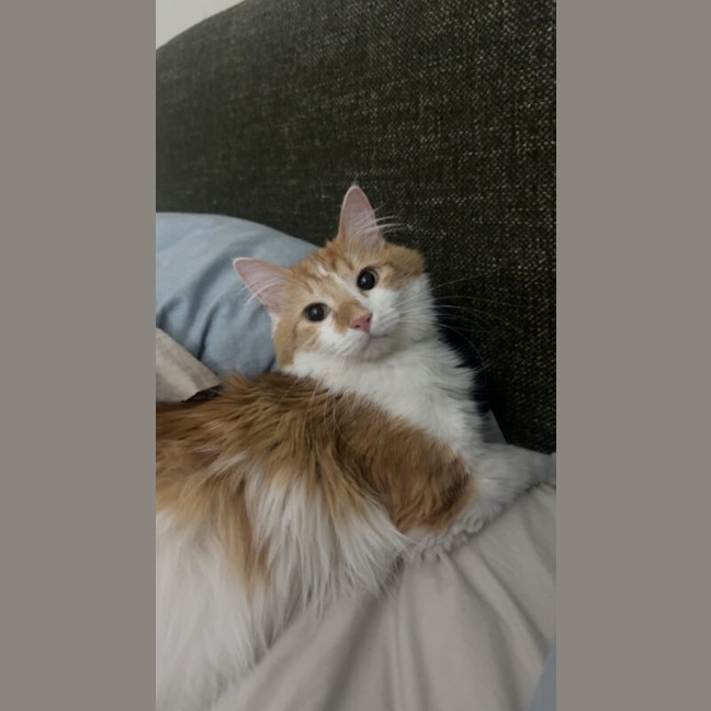 Photo of Tony Pepperoni