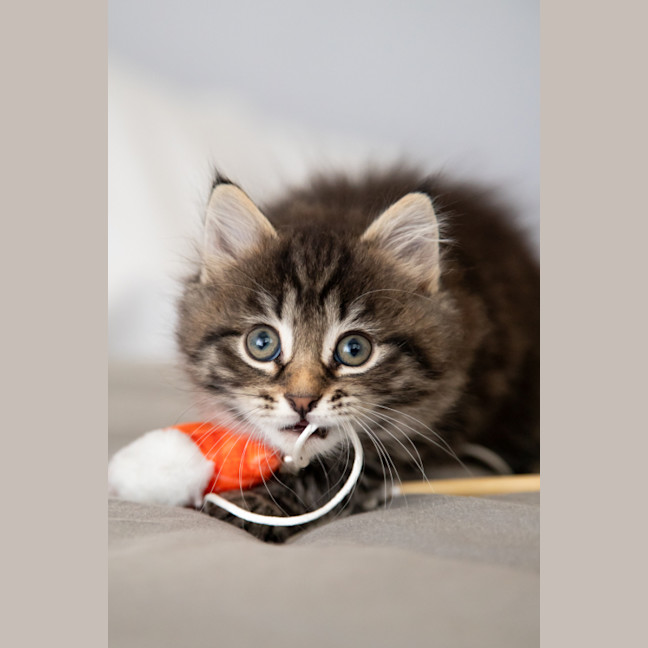 Photo of Bramble