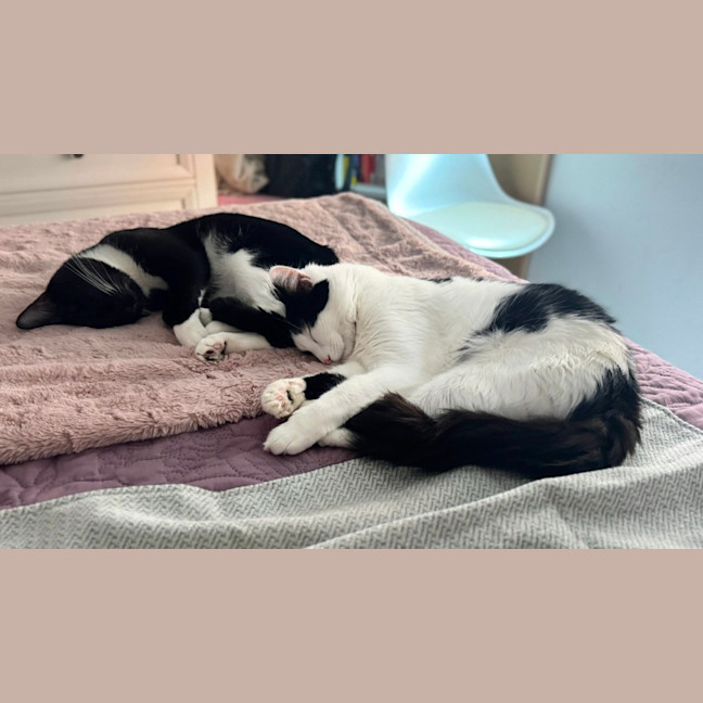 Photo of Aries & Phoenix