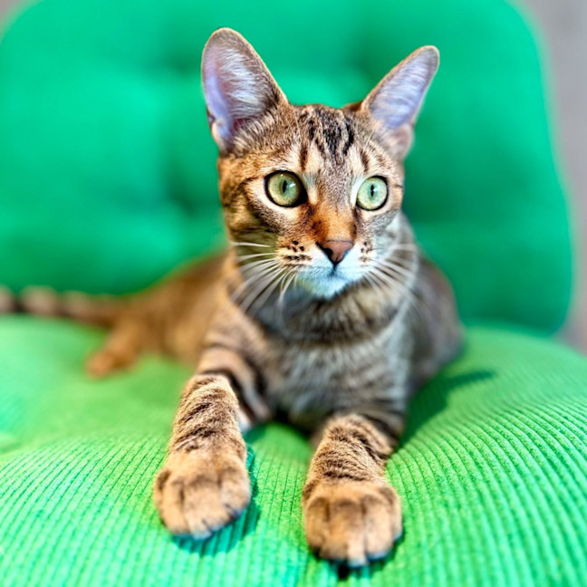 Photo of Treat   Located In Brunswick East