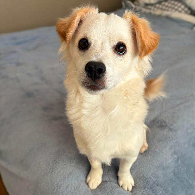 Photo of Whisky
