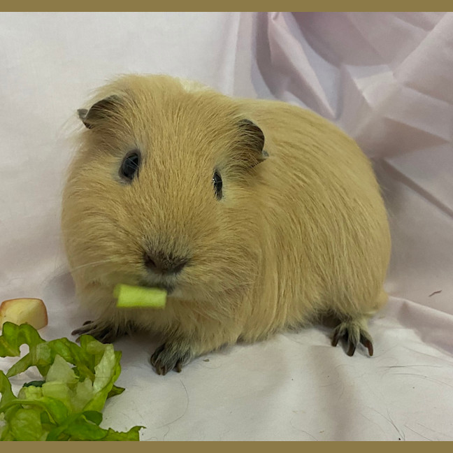 Photo of Bok Choy (Bonded With Choy Sum)
