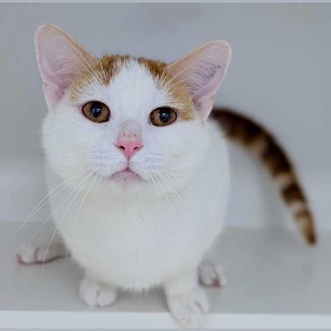 Photo of Jaffa