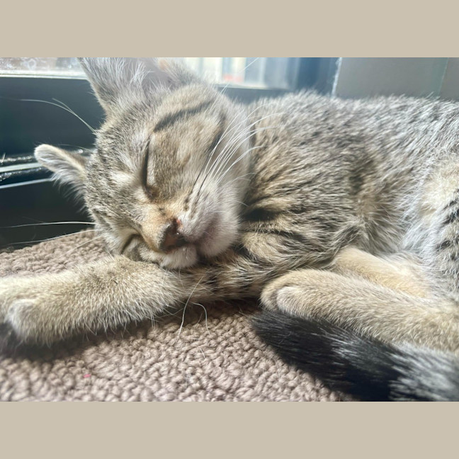 Photo of Evie