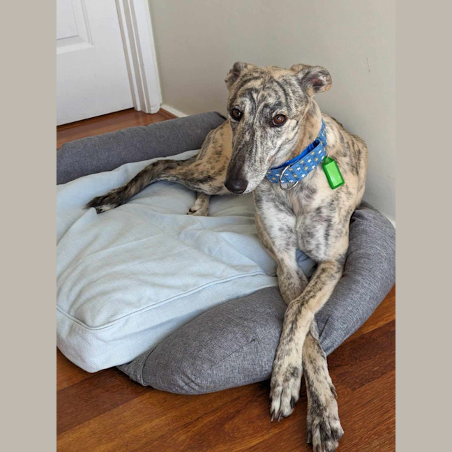 Photo of Luna, The 2 Year Old Greyhound