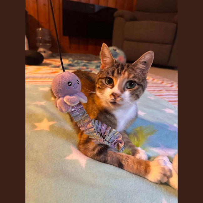 Photo of Moe   Located In Brunswick West