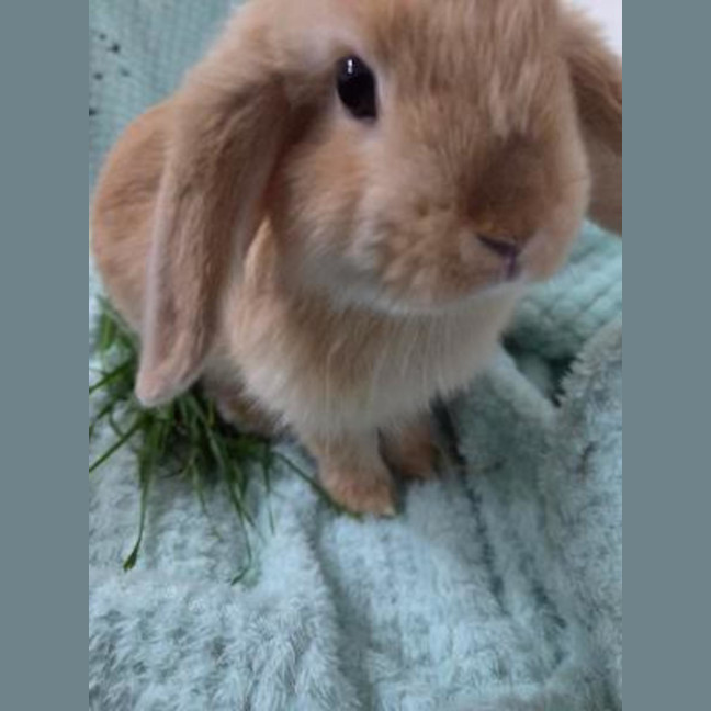 Photo of Ginger Fluff