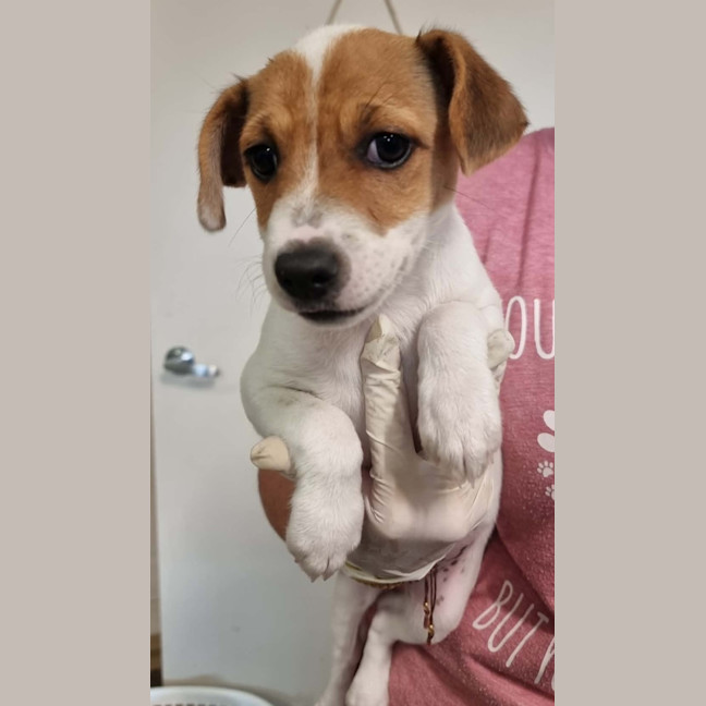 Photo of Honey