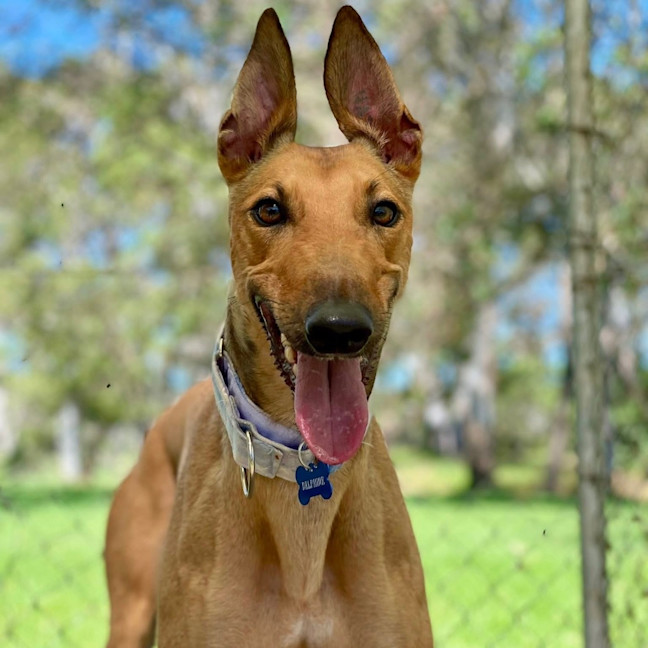 Photo of Delphine The Greyhound