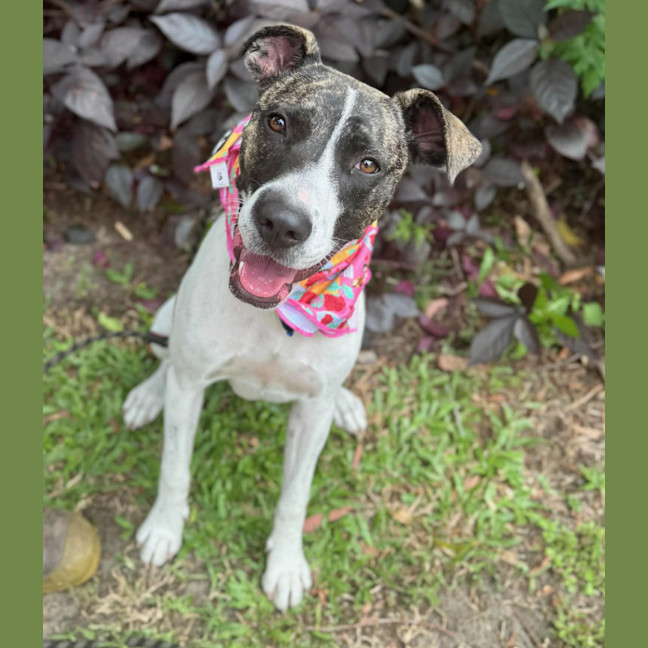 Photo of Tia *$250 Adoption Fee*