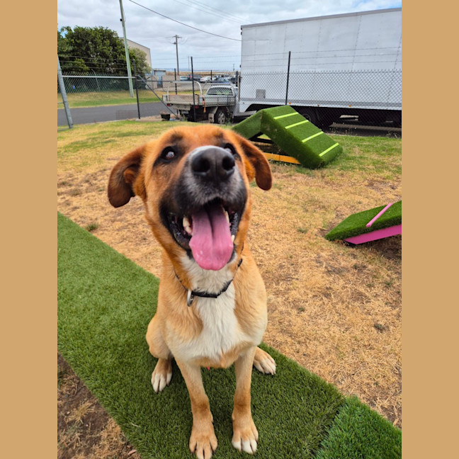 Photo of Ace (67974)