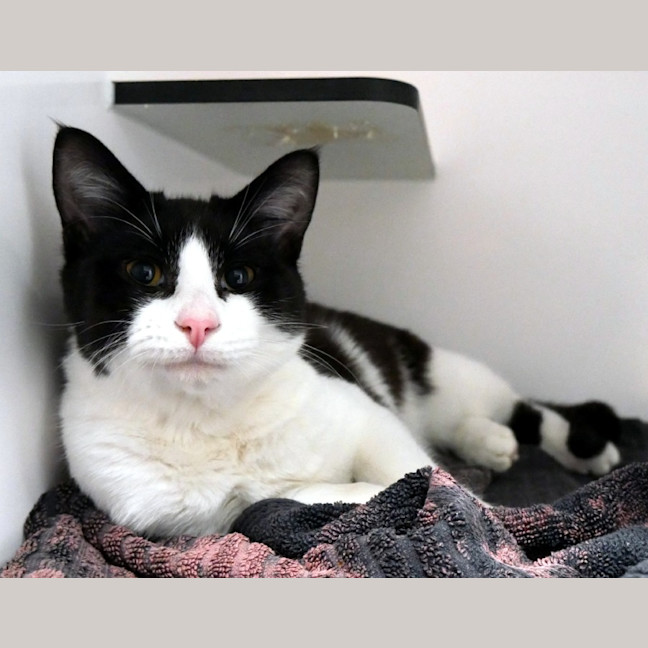 Photo of Magpie Sta014171