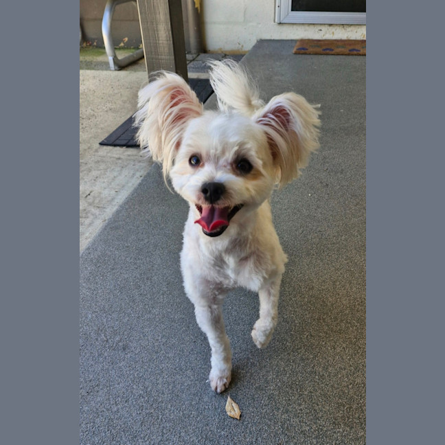 Photo of D1069 Dudley