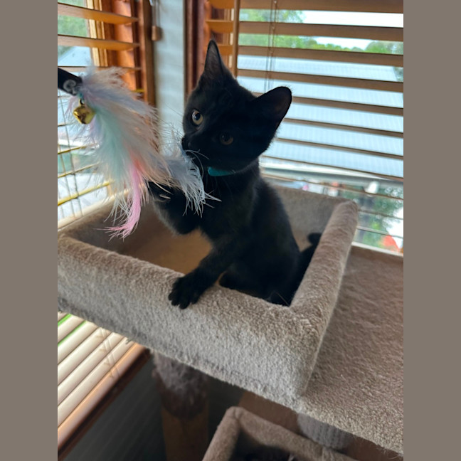 Photo of Pumpkin