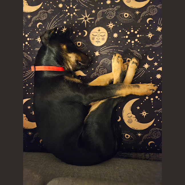 Photo of Charlie   4 Month Old Kelpie X