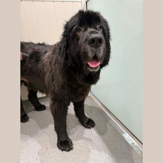 Photo of Barney   5 Year Old Newfoundland