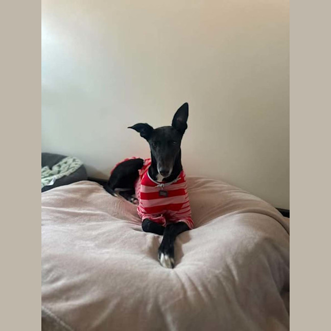 Photo of Violet, The Greyhound