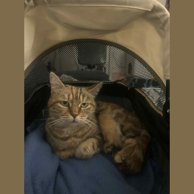 Photo of Lady Saffron