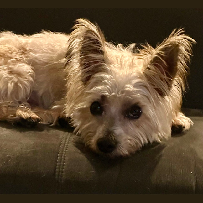 Photo of Fluffy 🐶🐕