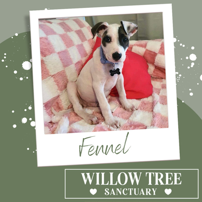 Photo of Fennel