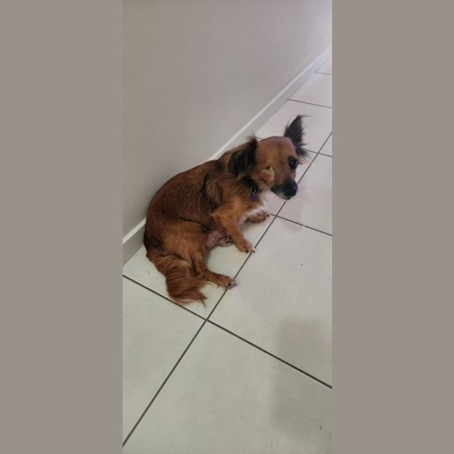Photo of Ruby   6 Year Old Australian Terrier X