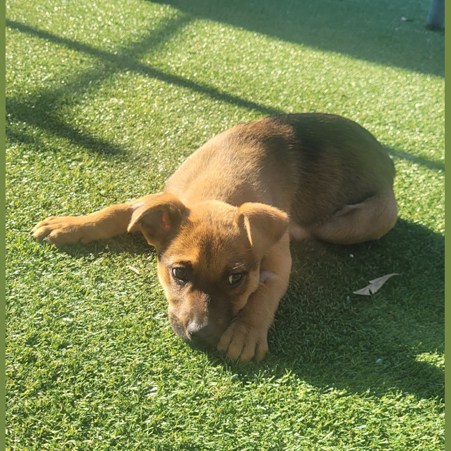 Photo of Rue