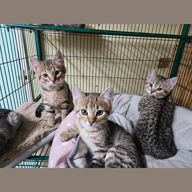 Photo of Luke, Lucy, Luca, Lily And Levi 